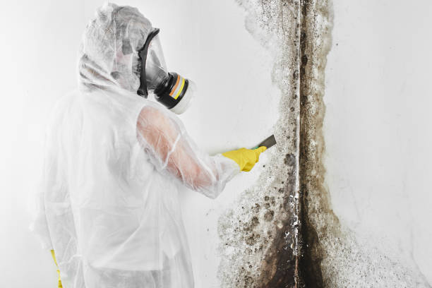 Best Black Mold Remediation in Perryville, MO