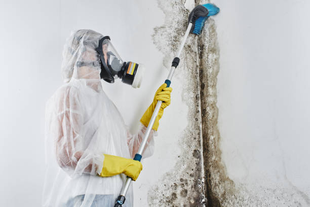 Best Mold Remediation for Specific Building Types in Perryville, MO