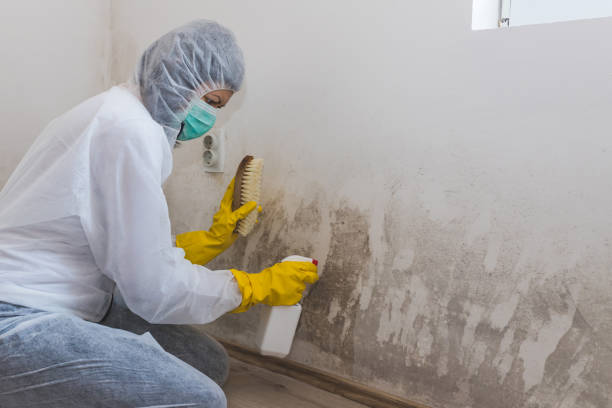 Professional Mold Remediation in Perryville, MO