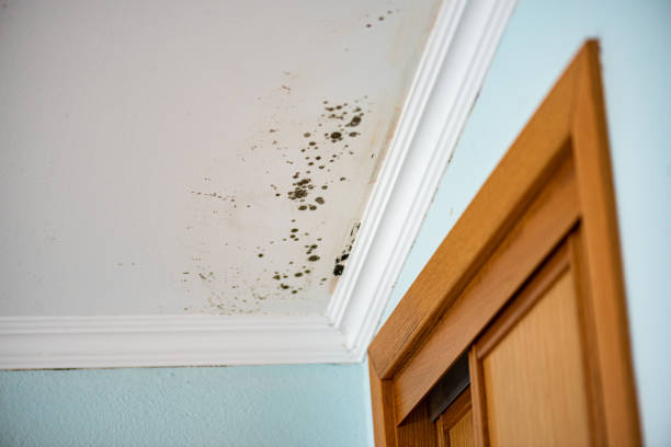 Best Residential Mold Remediation in Perryville, MO