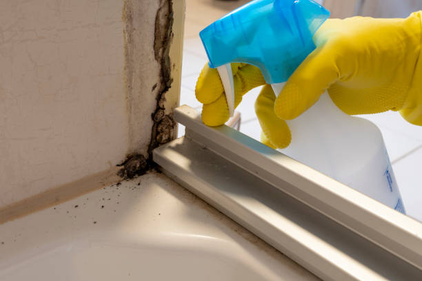Best Mold Remediation for Schools in Perryville, MO