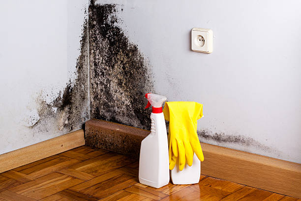 Best Residential Mold Remediation in Perryville, MO