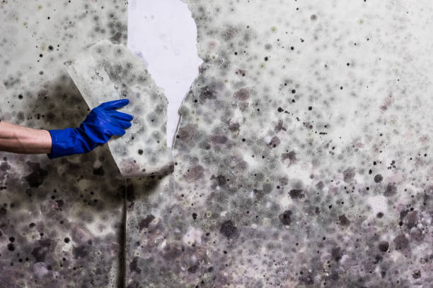 Best Attic Mold Remediation in Perryville, MO