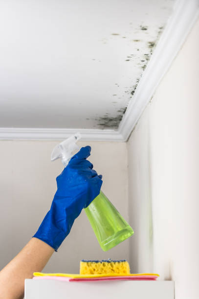 Best Health and Safety Mold Remediation in Perryville, MO